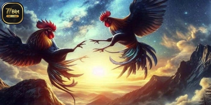 Đá Gà Thomo 77Bet – Sân chơi của những tay chơi sành điệu 2 Ca cuoc da ga Thomo 77Bet