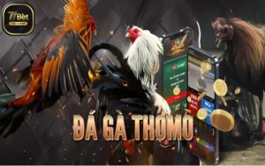 da ga thom 77bet